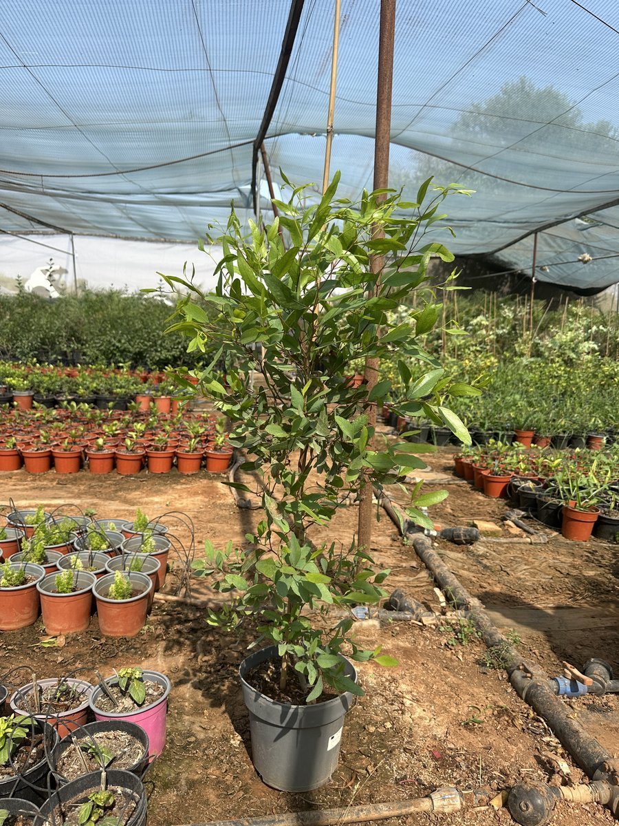 Ευκάλυπτος camaldulensis