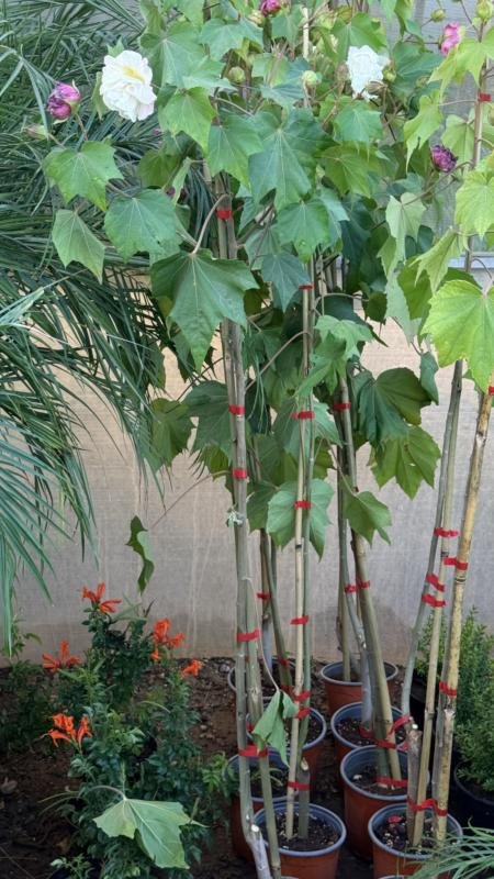 Ιβίσκος mutabilis