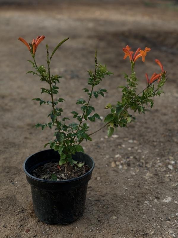 Τεκομάρια πορτοκαλιά