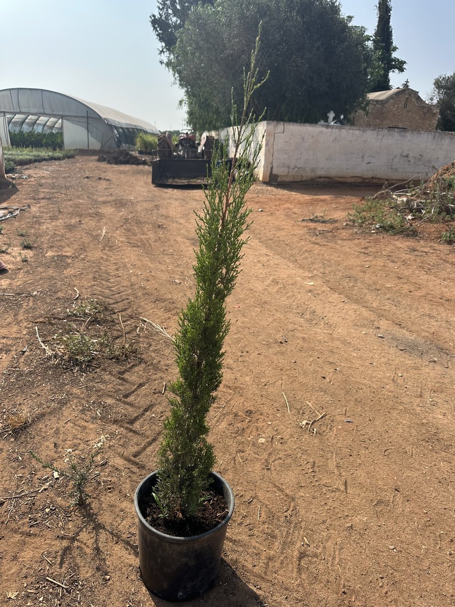 Κυπαρισσι Ορθοκλωνο