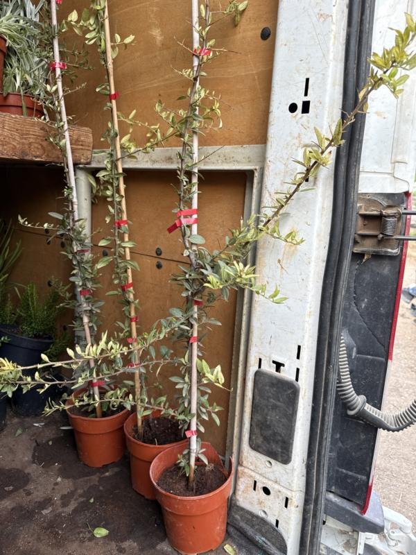 Πυράκανθος