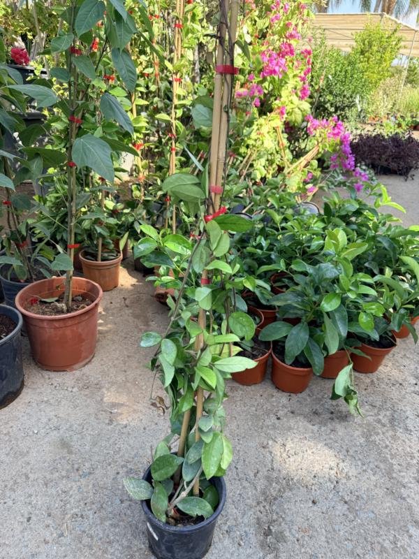 Κεράκι (Χογια)