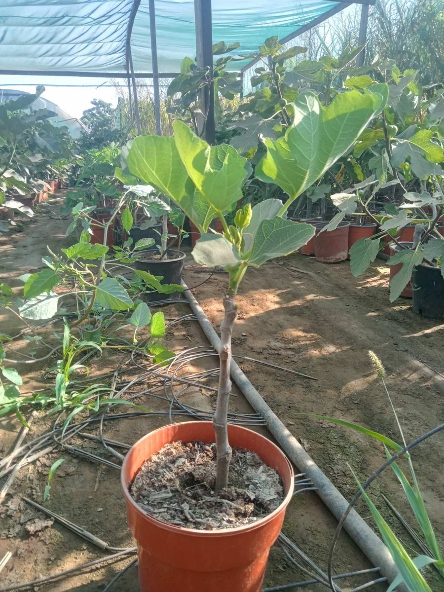 Συκιά Gentile Bianco