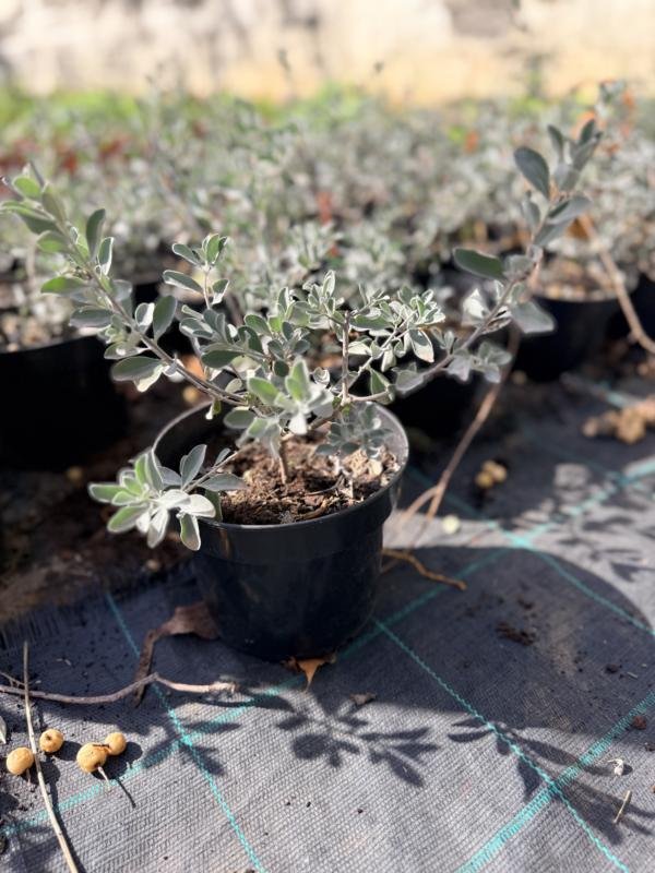 Λευκόφυλλο γκρίζο