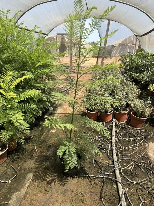 Τζιακαράντα