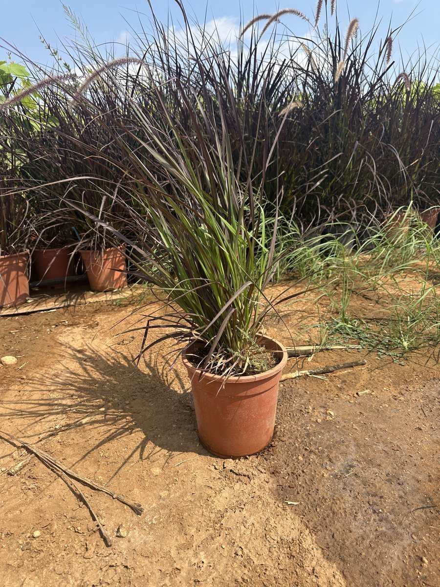 Πενισέτο Κόκκινο