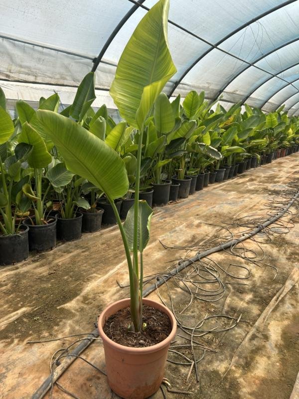 Στρελίτσια Nicolai