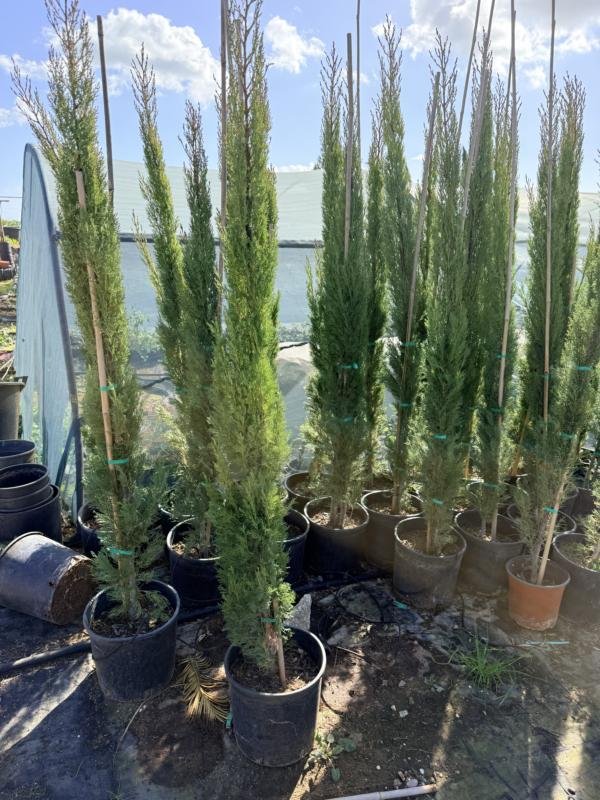 Κυπαρισσι Ορθοκλωνο Κίτρινο