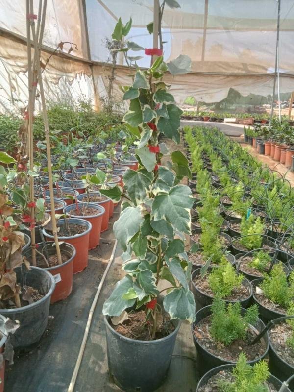 Κισσός Πράσινος