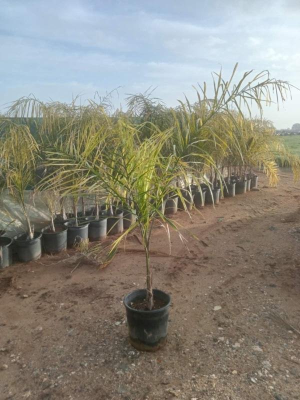 Αρεκάστρουμ