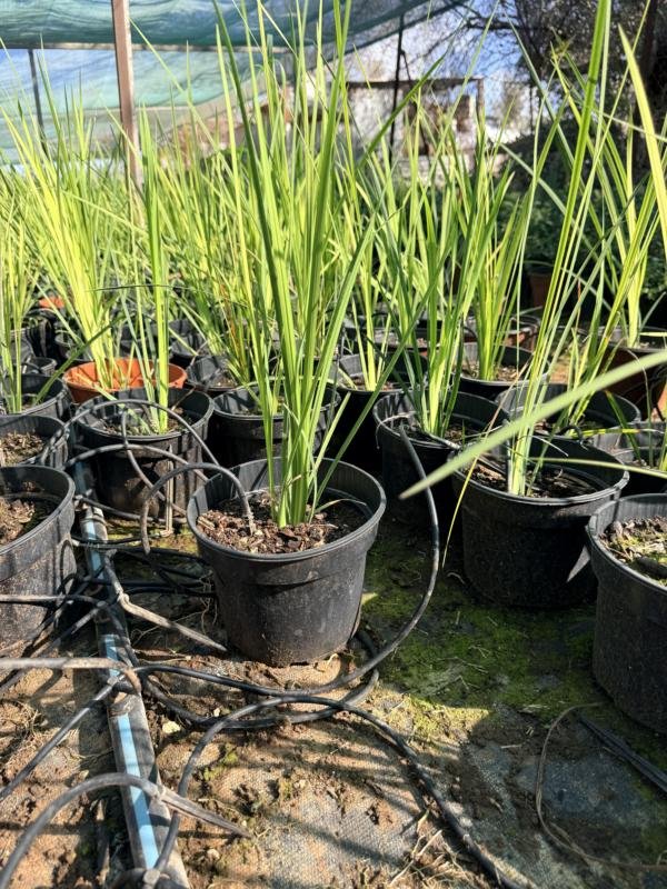 Καλλωπιστικά Γρασίδια