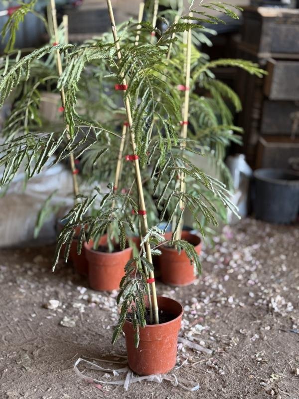 Αλπιτζια (Ακακία Κωνσταντινουπόλεως)