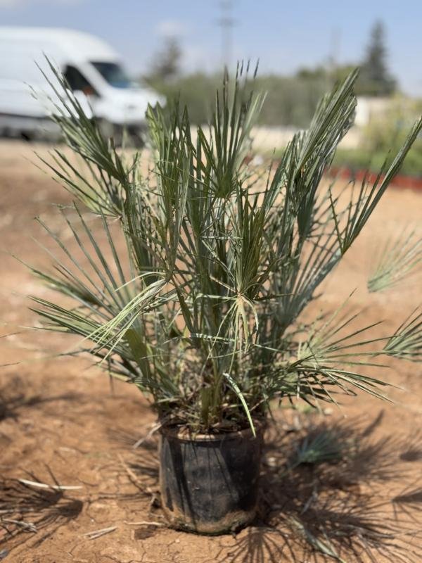 Χαμαίρωπας Humilis Γκρίζος