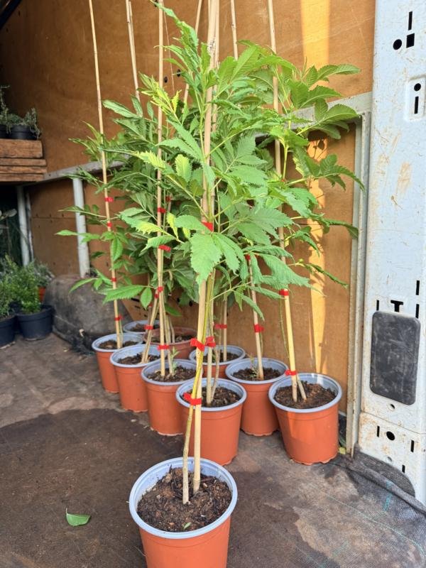 Τεκομάρια Κίτρινη (Τεκόμα Στανς)