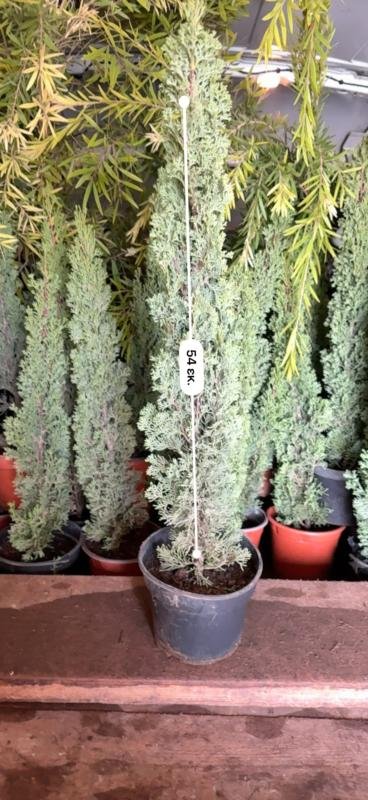 Κυπαρισσι Ορθοκλωνο Τοτεμ