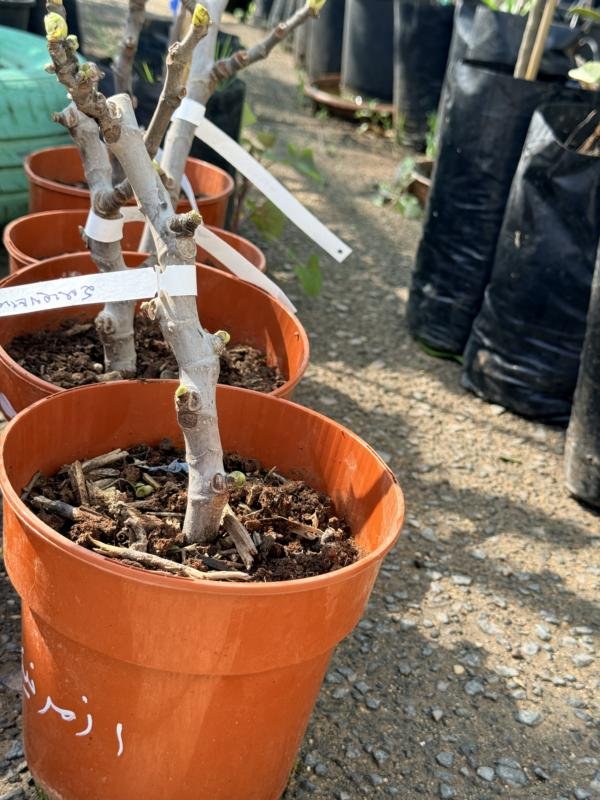 Συκια Σμυρνέικα