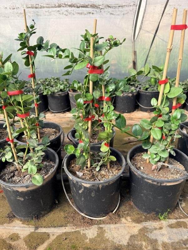 Κάρισσα η Μακροκαρπη