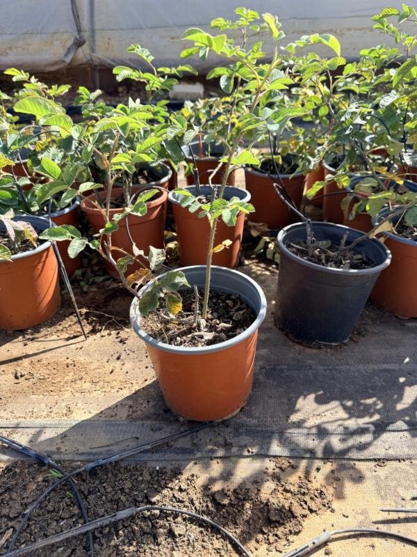 Τριανταφυλια Αγρού