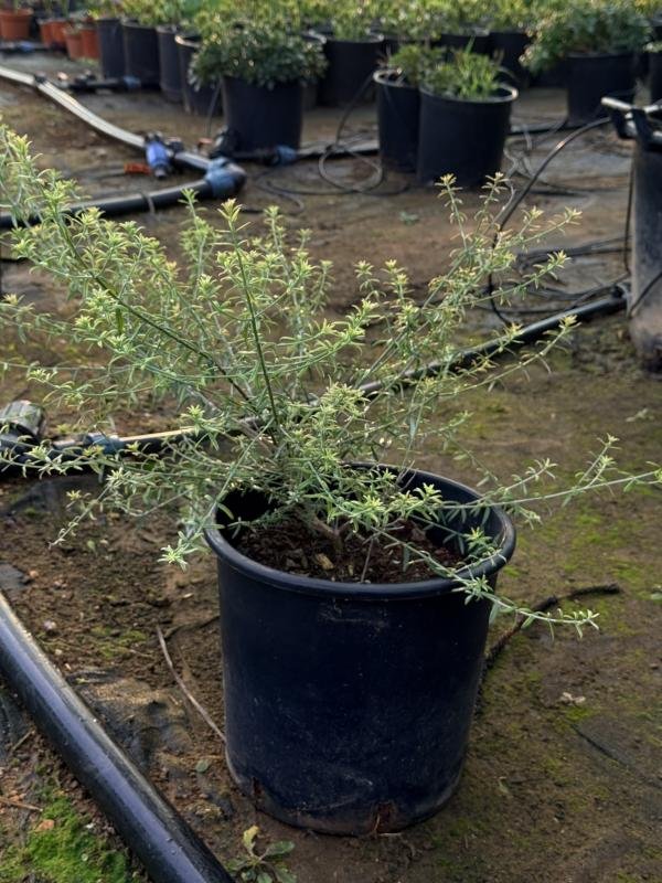 Westringia fruticosa