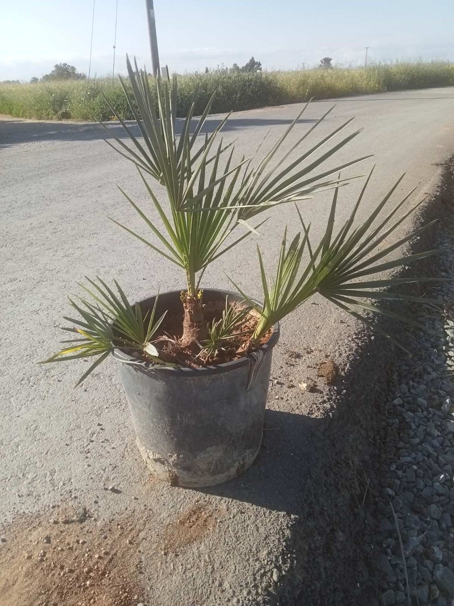 Χαμαίρωπας Humilis Γκρίζος