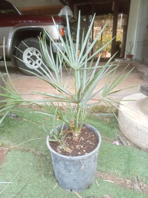 Χαμαίρωπας Humilis Γκρίζος