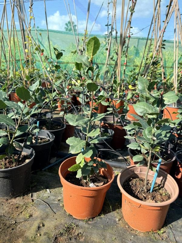 Δενδρώδες Πολυετές 