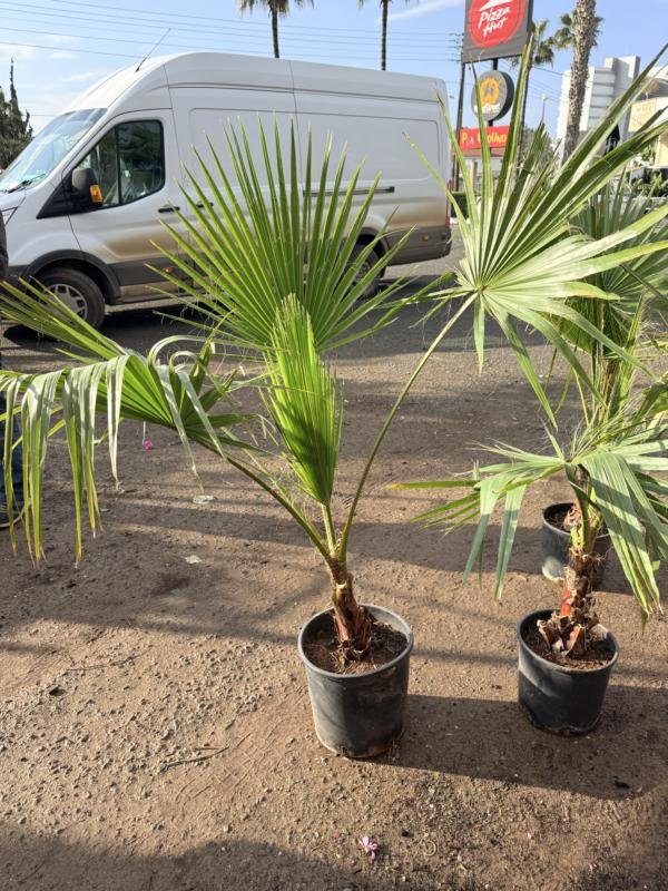 Washingtonia